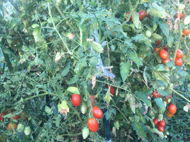 トマト　家庭菜園