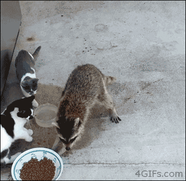 猫の餌を盗むアライグマ