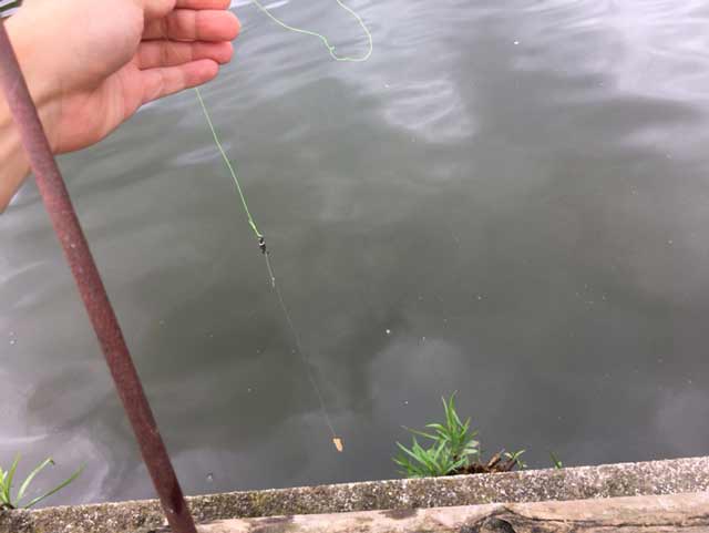 鯉　釣る方法