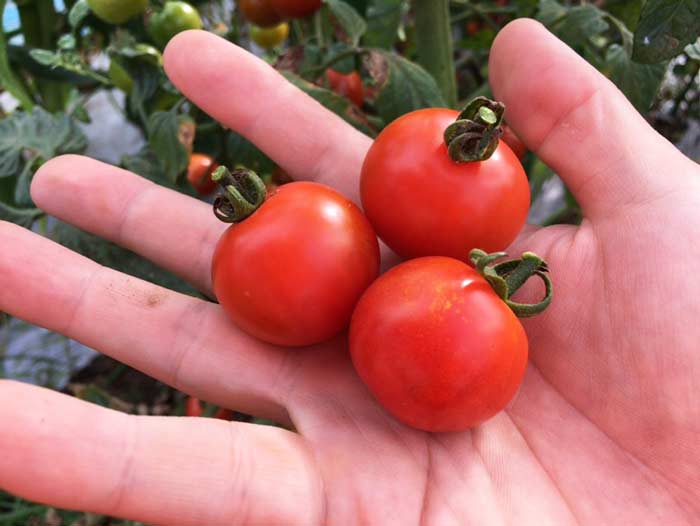 家庭菜園でおすすめミニトマトは？】11種類のミニトマトを育てたからガチ批評する | 東村山から世界へ叫ぶ